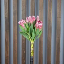 Протея Aristata