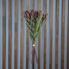 Леукодендрон