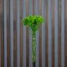 Гвоздика Green Trick