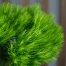 Гвоздика Green Trick