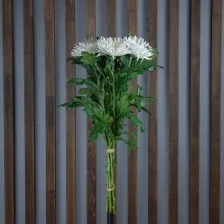 Хризантема Анастасия белая