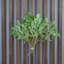 Питтоспорум