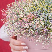 Композиция из цветной гипсофилы