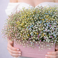 Композиция из цветной гипсофилы