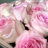 Букет из 25 роз | цвет на выбор