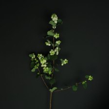 Снежноягодник