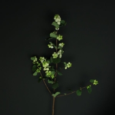 Снежноягодник