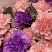 Букет к 14 февраля &quot;Дуо Диантусы&quot;