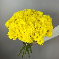 7 кустовых хризантем