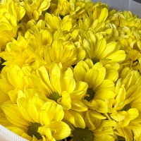 5 кустовых хризантем