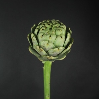 Цинара (Артишок)