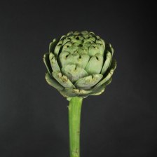 Цинара (Артишок)