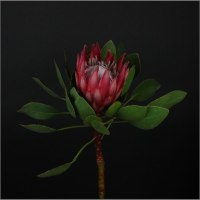 Протея &quot;King Madiba&quot;