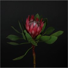 Протея &quot;King Madiba&quot;