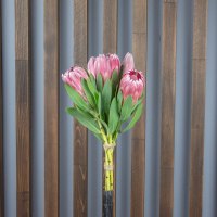 Протея Aristata