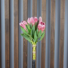 Протея Aristata