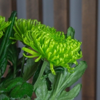 Хризантема Анастасия зелёная