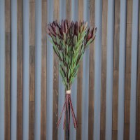 Леукодендрон