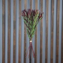 Леукодендрон