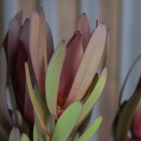 Леукодендрон