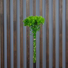 Гвоздика Green Trick