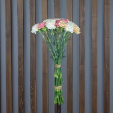 Гвоздика Голландская