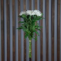 Хризантема Анастасия белая