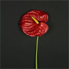 Цветок Антуриума