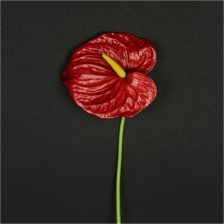 Цветок Антуриума