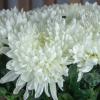 Хризантема Антонов