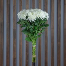 Хризантема Антонов