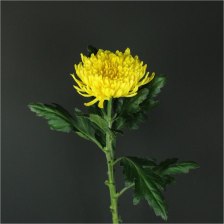 Хризантема Пётр