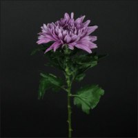 Хризантема Резюме