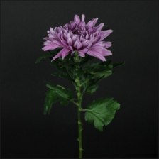 Хризантема Резюме