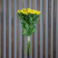 Хризантема Анастасия жёлтая