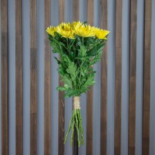 Хризантема Анастасия жёлтая