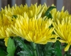 Хризантема Анастасия жёлтая