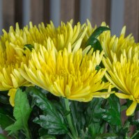 Хризантема Анастасия жёлтая