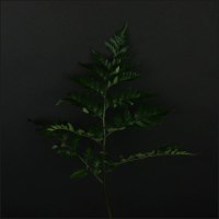 Папоротник