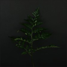 Папоротник