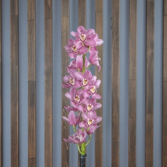 Орхидея Цимбидиум ( ветка )