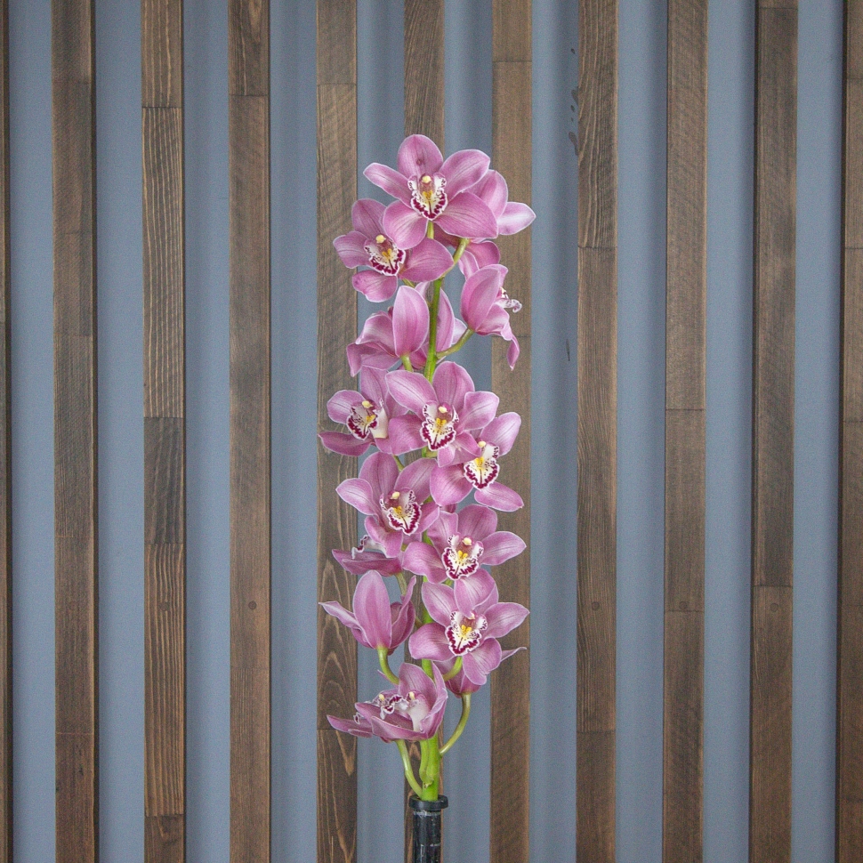 Орхидея Цимбидиум | ветка