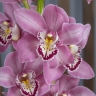 Орхидея Цимбидиум ( цветок )