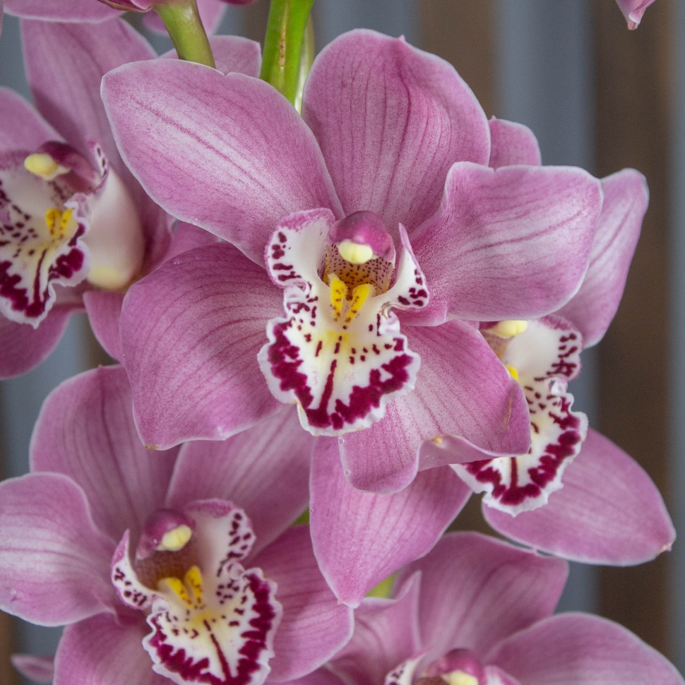 Орхидея Цимбидиум | цветок