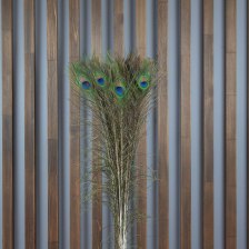 Перо Павлина