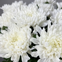 Букет из 9 хризантем