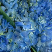 Гортензия 