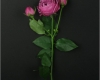 Роза Кустовая Пионовидная
