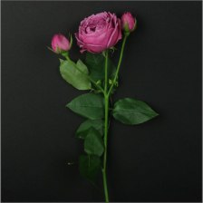 Роза Кустовая Пионовидная