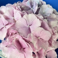 Букет из гортензии